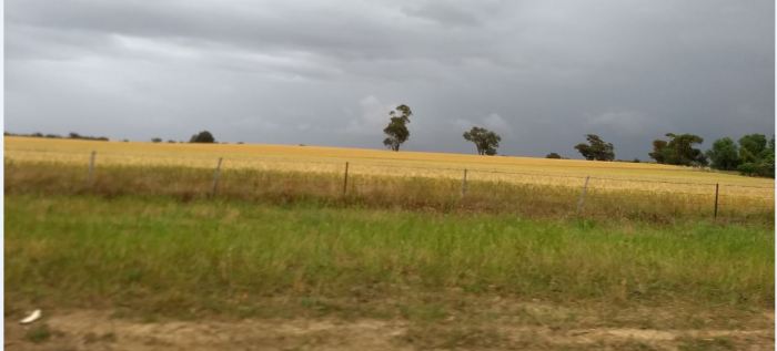 Wheat field inland Australia
